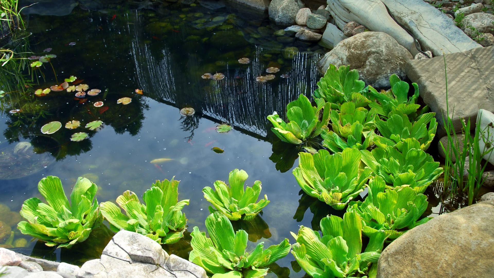 Rock-bordered ecosystem pond with aquatic plants