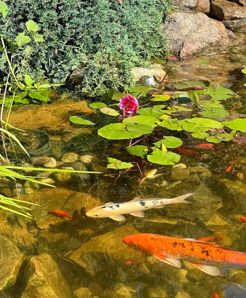 Healthy koi and goldfish beneath a blooming water lily