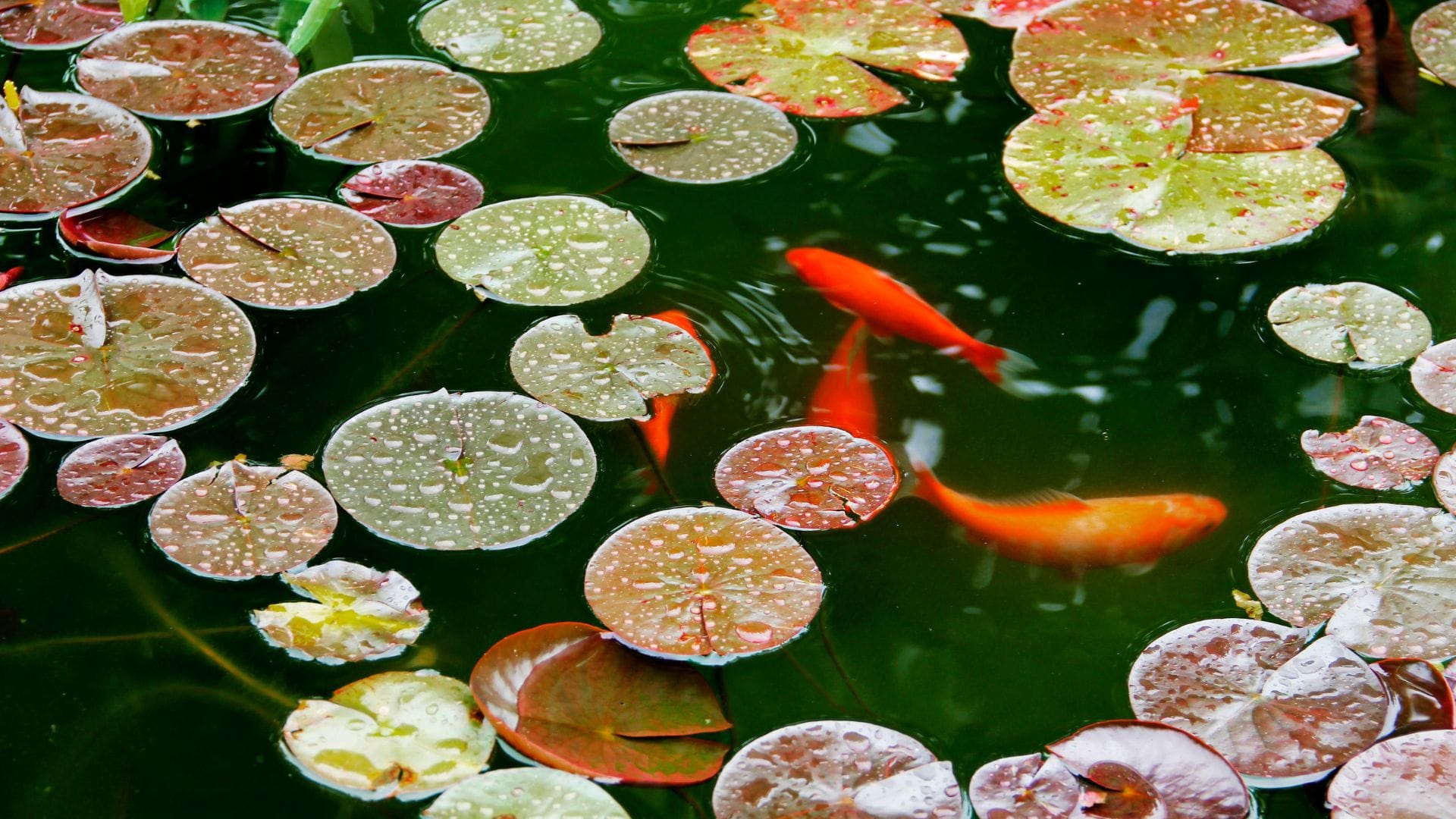 Goldfish gliding among rain-beaded lily pads