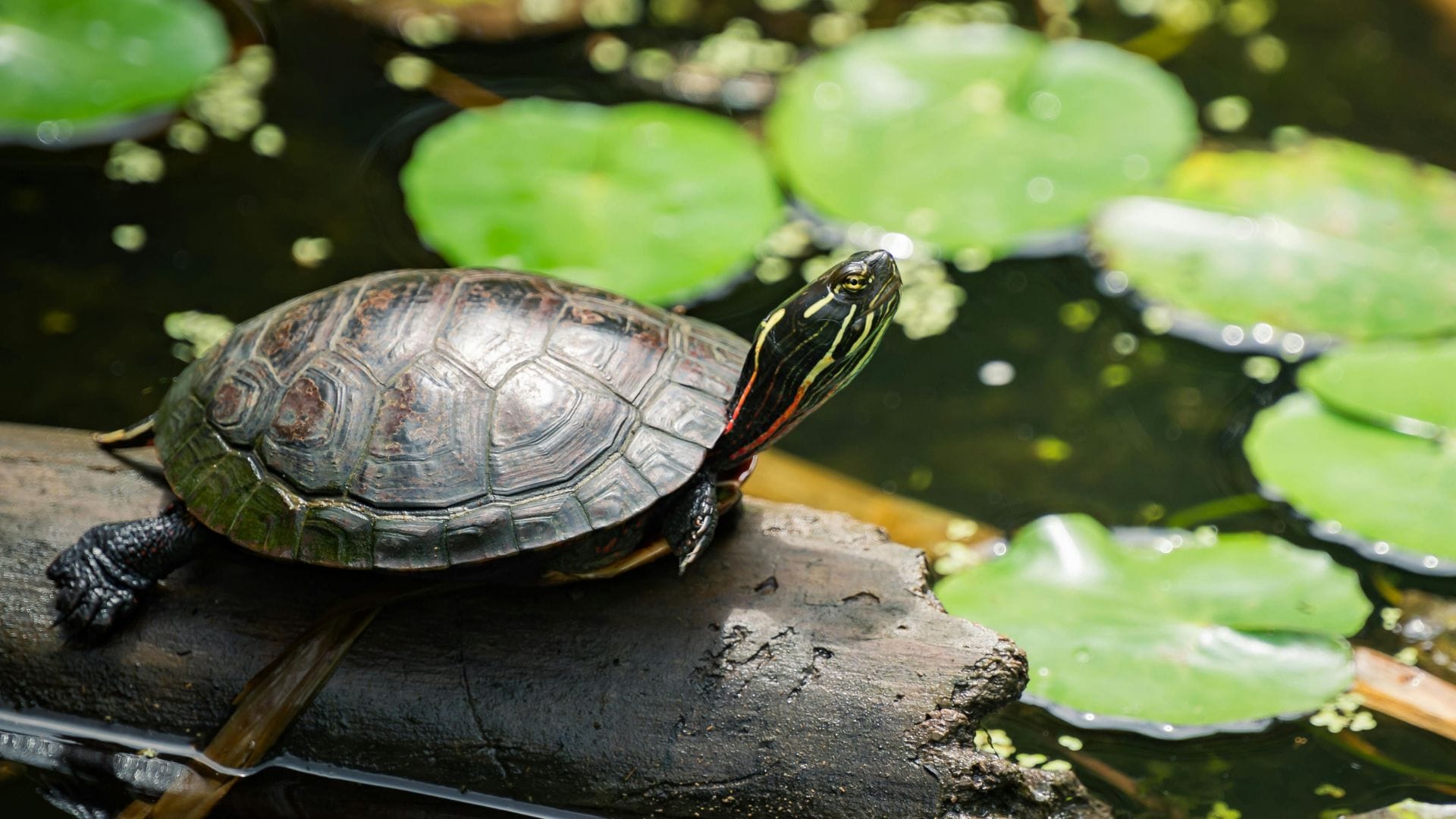 Painted turtle basking beside lily pads in a healthy pond