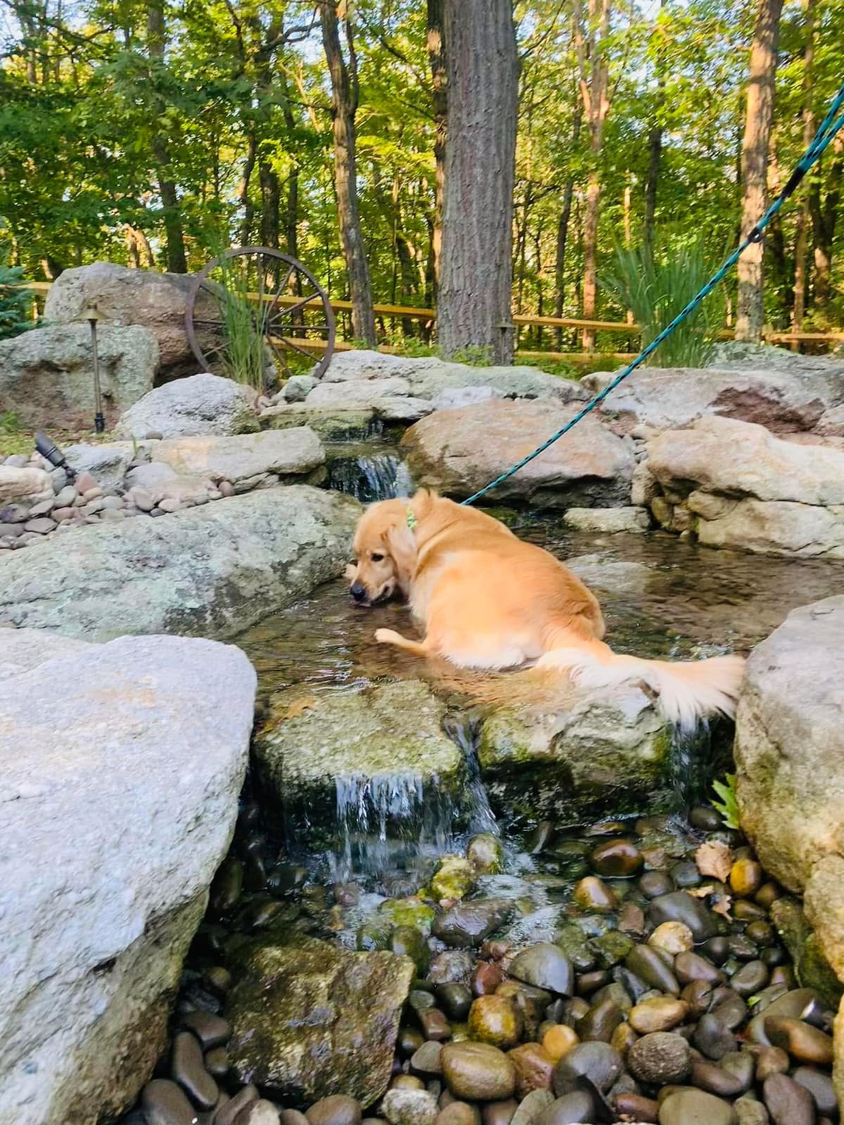 Golden retriever cooling off in a rock stream between small waterfalls