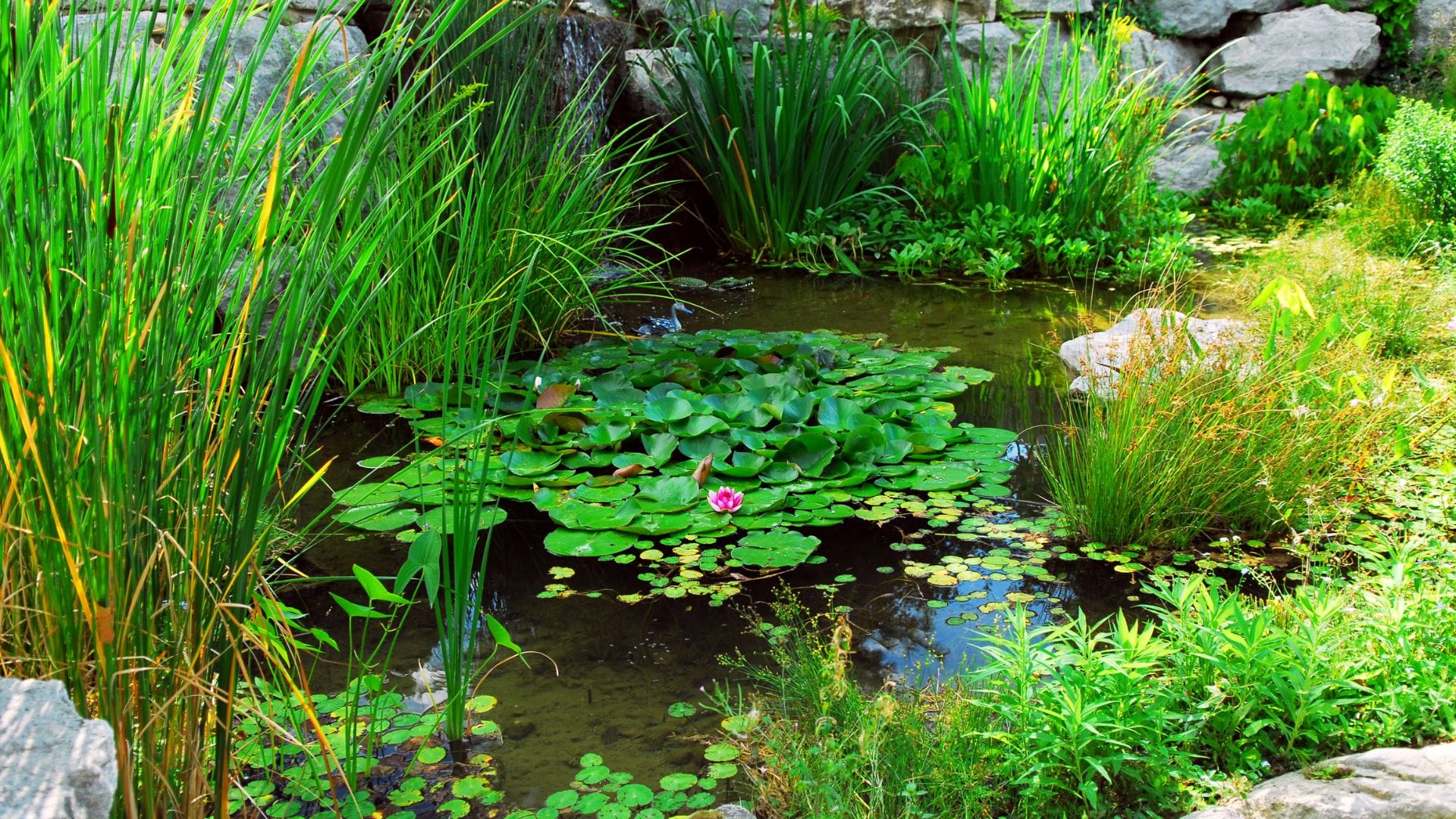 Lush natural water garden with iris and lily pads